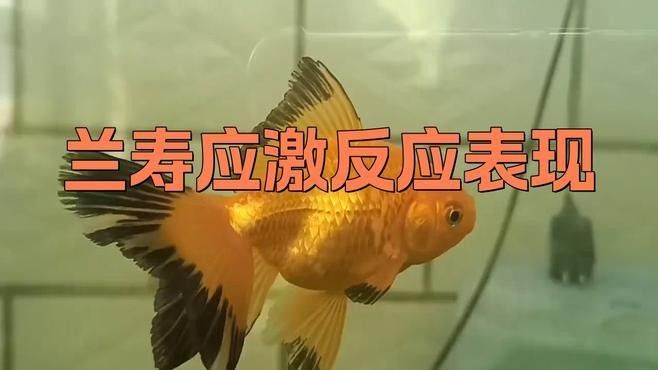 如何判斷底層魚是否適應龍魚缸環境：判斷底層魚是否適應龍魚缸環境需綜合觀察行為、體表特征及互動狀態