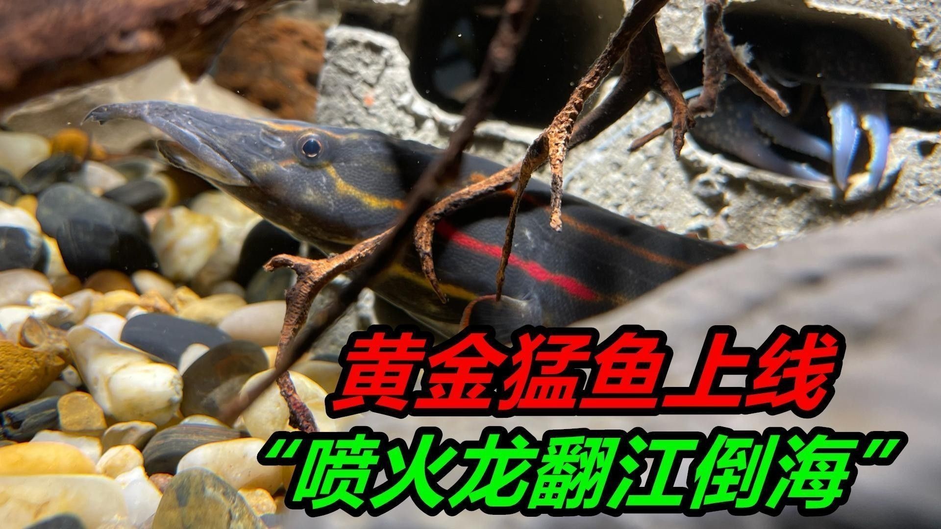 如何判斷底層魚是否適應龍魚缸環境：判斷底層魚是否適應龍魚缸環境需綜合觀察行為、體表特征及互動狀態