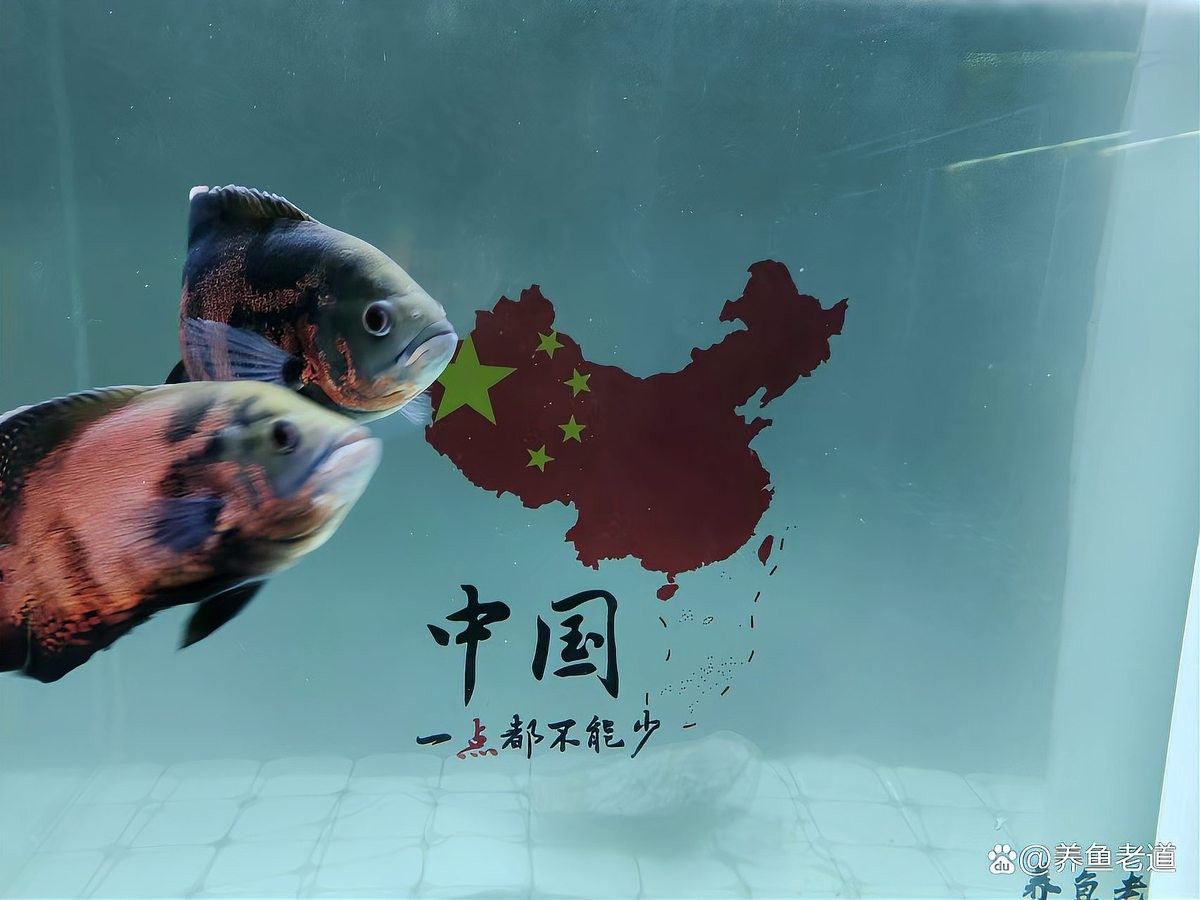 如何判斷底層魚是否適應龍魚缸環境：判斷底層魚是否適應龍魚缸環境需綜合觀察行為、體表特征及互動狀態