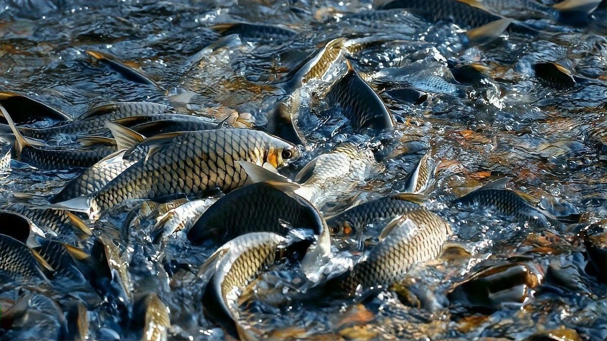 如何判斷底層魚是否適應龍魚缸環境：判斷底層魚是否適應龍魚缸環境需綜合觀察行為、體表特征及互動狀態