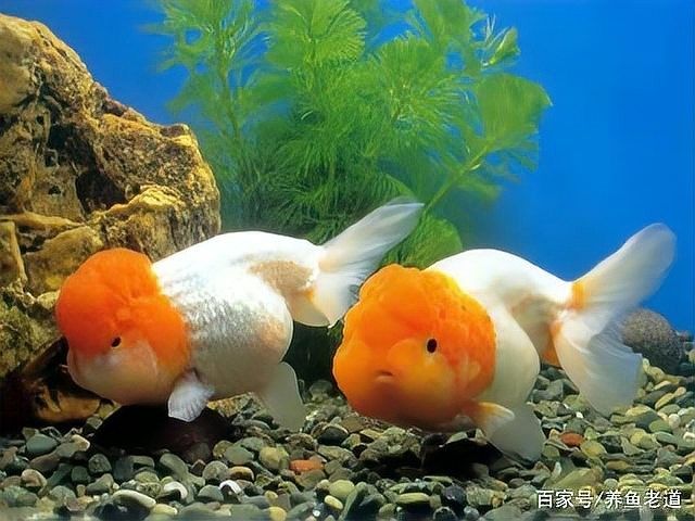 如何判斷底層魚是否適應龍魚缸環境：判斷底層魚是否適應龍魚缸環境需綜合觀察行為、體表特征及互動狀態