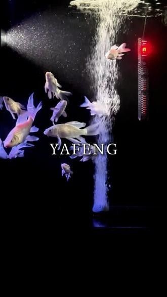 如何設(shè)置蝴蝶鯉的躲避空間：蝴蝶鯉怎么躲避空間