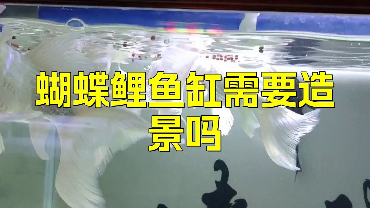 如何設(shè)置蝴蝶鯉的躲避空間：蝴蝶鯉怎么躲避空間