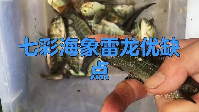 海象魚和龍魚爭(zhēng)斗會(huì)持續(xù)多久？：海象魚與龍魚的爭(zhēng)斗