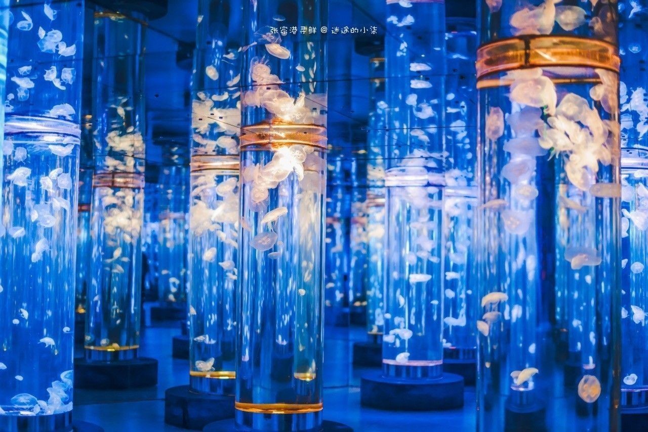 張家港哪個水族館龍魚好？祥龍魚場龍魚：張家港市有以下水族館和店鋪可供觀賞或購買龍魚 張家港哪個水族館龍魚好？祥龍魚場龍魚：張家港市有以下水族館和店鋪可供觀賞或購買龍魚 龍魚百科 第1張