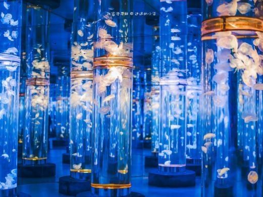 張家港哪個水族館龍魚好？祥龍魚場龍魚：張家港市有以下水族館和店鋪可供觀賞或購買龍魚 張家港哪個水族館龍魚好？祥龍魚場龍魚：張家港市有以下水族館和店鋪可供觀賞或購買龍魚 龍魚百科 第5張