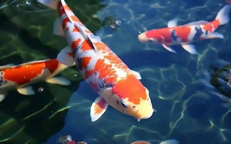 龍魚和錦鯉的飼料有何不同？：龍魚飼料大揭秘錦鯉魚食全攻略觀物品鑒龍魚好養還是錦鯉好養 龍魚和錦鯉的飼料有何不同？：龍魚飼料大揭秘錦鯉魚食全攻略觀物品鑒龍魚好養還是錦鯉好養 龍魚百科 第3張