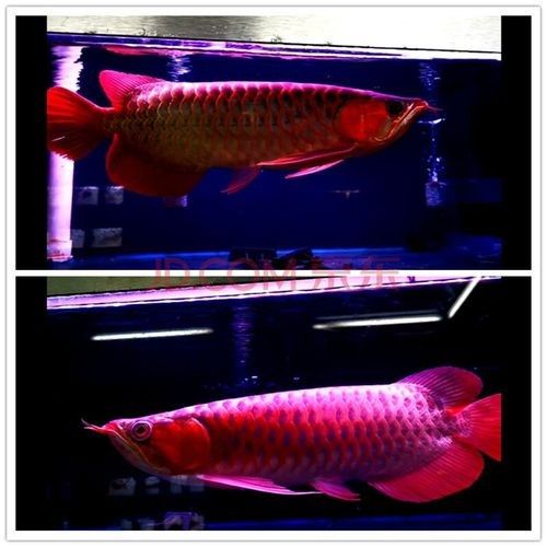 給我一些新加坡紅龍魚高清圖片：富媒體素材庫中未收錄新加坡紅龍魚的高清圖片資源