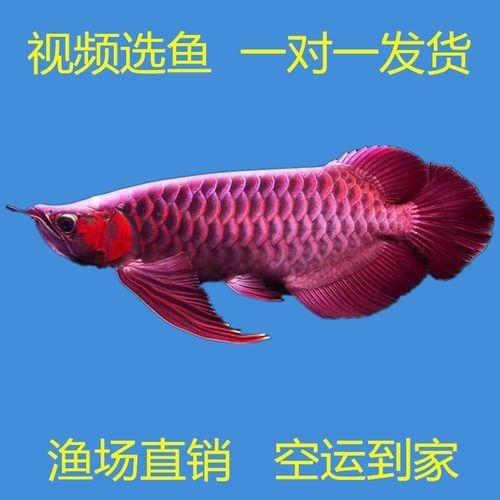 給我一些新加坡紅龍魚高清圖片：富媒體素材庫中未收錄新加坡紅龍魚的高清圖片資源