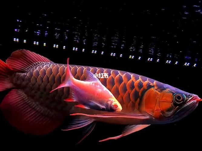 給我一些新加坡紅龍魚高清圖片：富媒體素材庫中未收錄新加坡紅龍魚的高清圖片資源