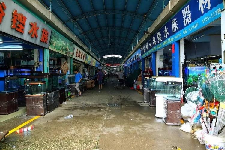 哪些國家食用龍魚比較普遍？，龍魚在印尼、馬來西亞等地曾有食用歷史，哪些國家有食用龍魚的禁忌