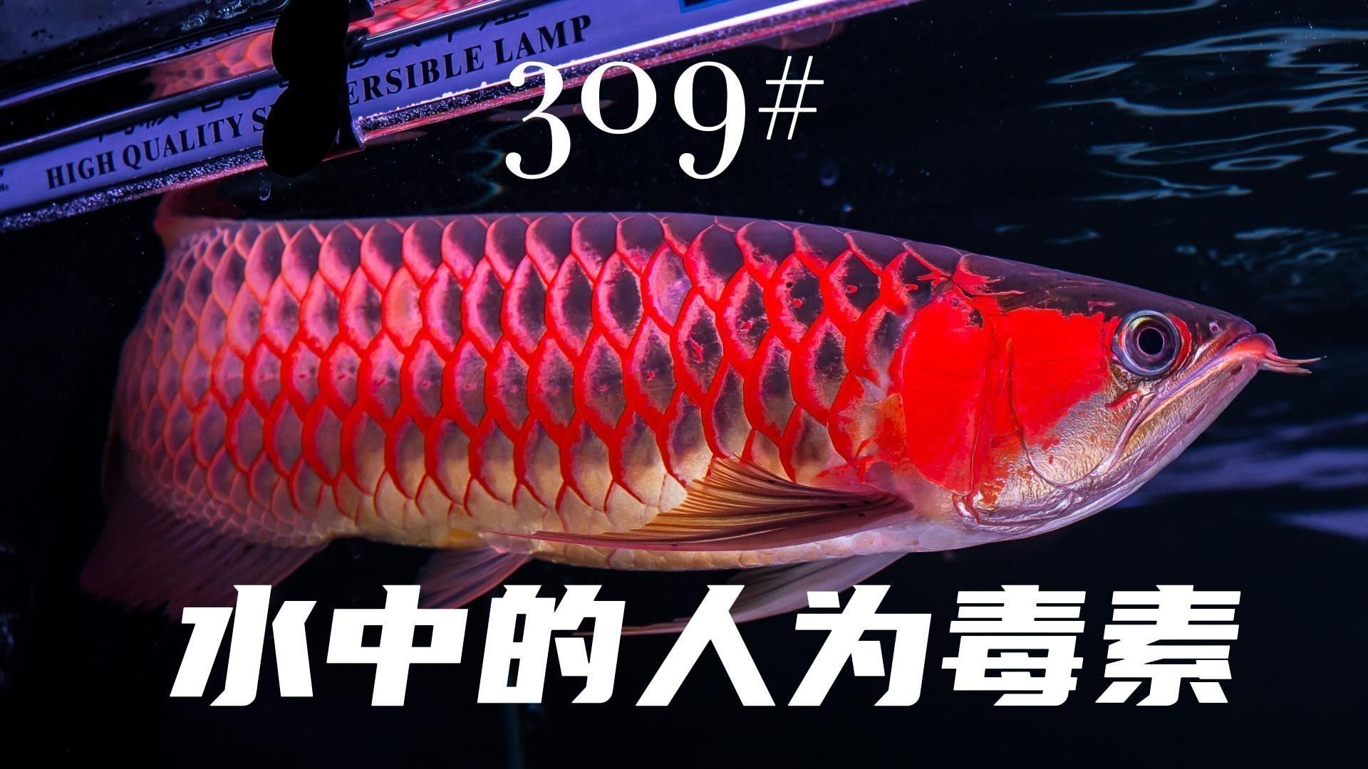 龍魚死亡后多久會(huì)產(chǎn)生毒素：龍魚死了多久不能吃了