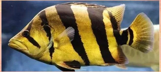 混養時應該選擇哪種類型的虎魚：泰國虎,金黃底色配粗黑條紋，與龍魚混養效果最佳
