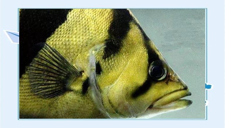 混養時應該選擇哪種類型的虎魚：泰國虎,金黃底色配粗黑條紋，與龍魚混養效果最佳
