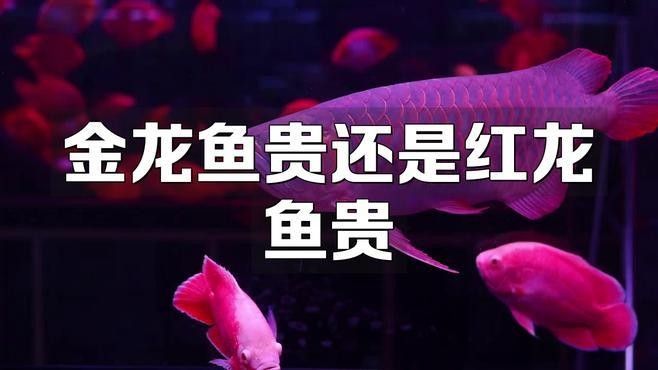 58同城上的龍魚轉讓信息可靠嗎：58同城龍魚轉讓是否支持擔保交易？