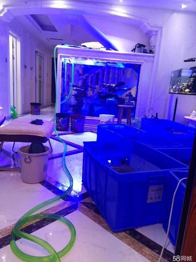 深圳龍魚市場詳解：深圳龍魚市場詳解：地點、品種、價格、交通攻略，深圳龍魚市場詳解