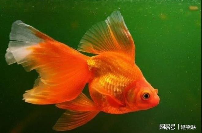 虎魚加鹽后多久見效：虎魚加鹽后多久換水
