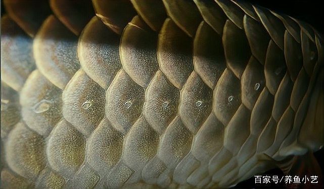 龍魚側線孔突出能自愈嗎？：怪味胡豆子魚凸眼能自愈嗎