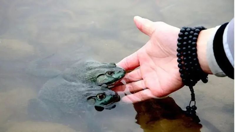 哪些行為屬于非法放生？：放生2.5萬(wàn)斤鲇魚(yú)被起訴揭露不規(guī)范放生背后的亂象