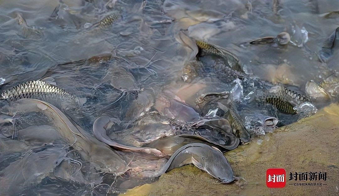 哪些行為屬于非法放生？：放生2.5萬(wàn)斤鲇魚(yú)被起訴揭露不規(guī)范放生背后的亂象