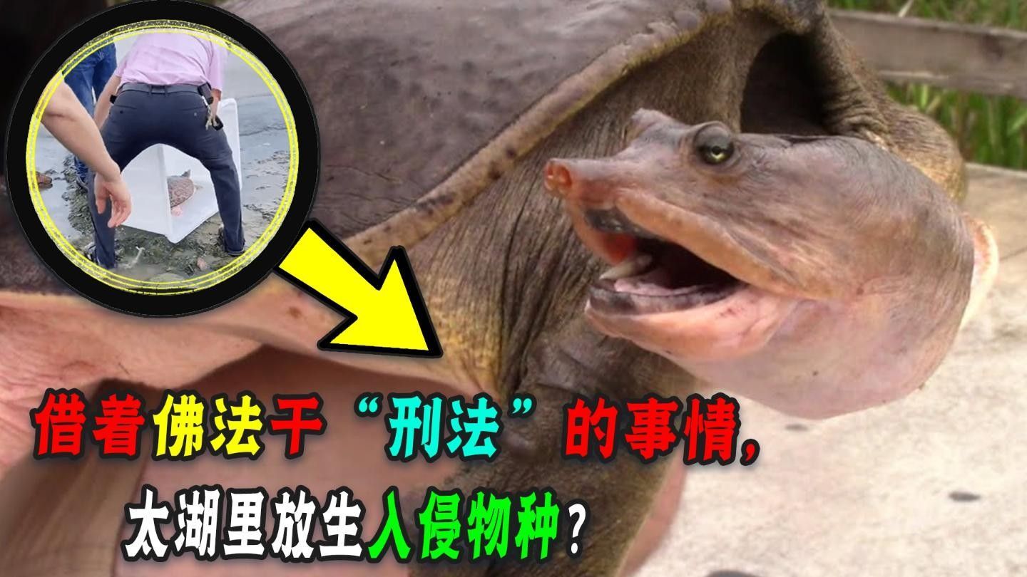哪些行為屬于非法放生？：放生2.5萬(wàn)斤鲇魚(yú)被起訴揭露不規(guī)范放生背后的亂象