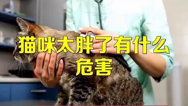 龍貓超重有哪些潛在風險？：龍貓體重管理直接影響健康壽命