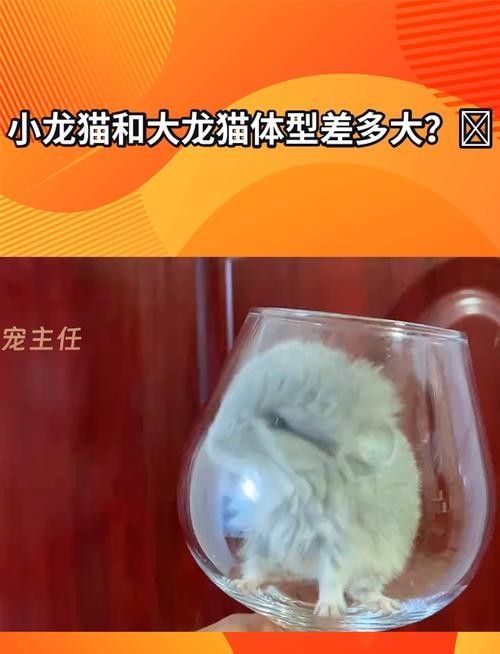 龍貓超重有哪些潛在風險？：龍貓體重管理直接影響健康壽命