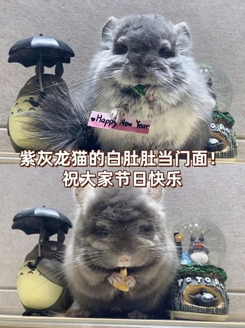 龍貓超重有哪些潛在風險？：龍貓體重管理直接影響健康壽命