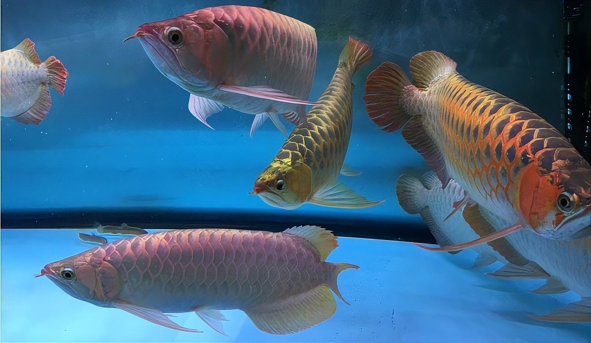 如何減少龍魚的攻擊性：減少龍魚的攻擊性需從混養策略、環境優化及行為干預等多方面綜合調整