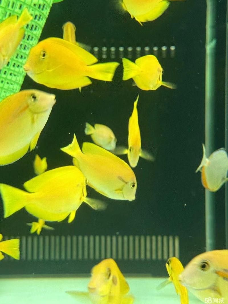 58同城龍魚轉讓有成功案例嗎？：58同城龍魚轉讓案例確實存在但需注意以下分類特征 58同城龍魚轉讓有成功案例嗎？：58同城龍魚轉讓案例確實存在但需注意以下分類特征 龍魚百科 第1張