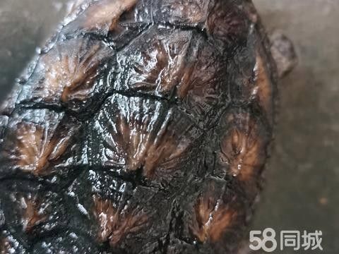 58同城龍魚轉讓有成功案例嗎？：58同城龍魚轉讓案例確實存在但需注意以下分類特征 58同城龍魚轉讓有成功案例嗎？：58同城龍魚轉讓案例確實存在但需注意以下分類特征 龍魚百科 第2張