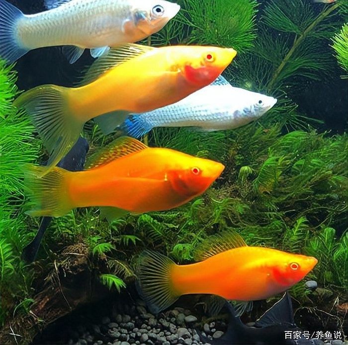 如何分離親魚以避免吞食魚卵？：如何防止母魚吃小魚苗