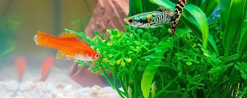如何分離親魚以避免吞食魚卵？：如何防止母魚吃小魚苗