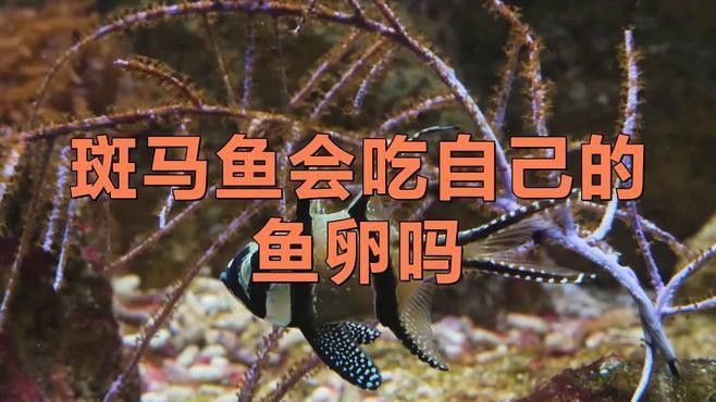 如何分離親魚以避免吞食魚卵？：如何防止母魚吃小魚苗