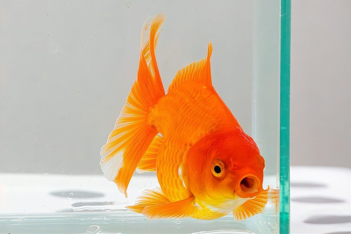 龍魚和虎魚多久喂一次合適？：龍魚和虎魚的喂食頻率