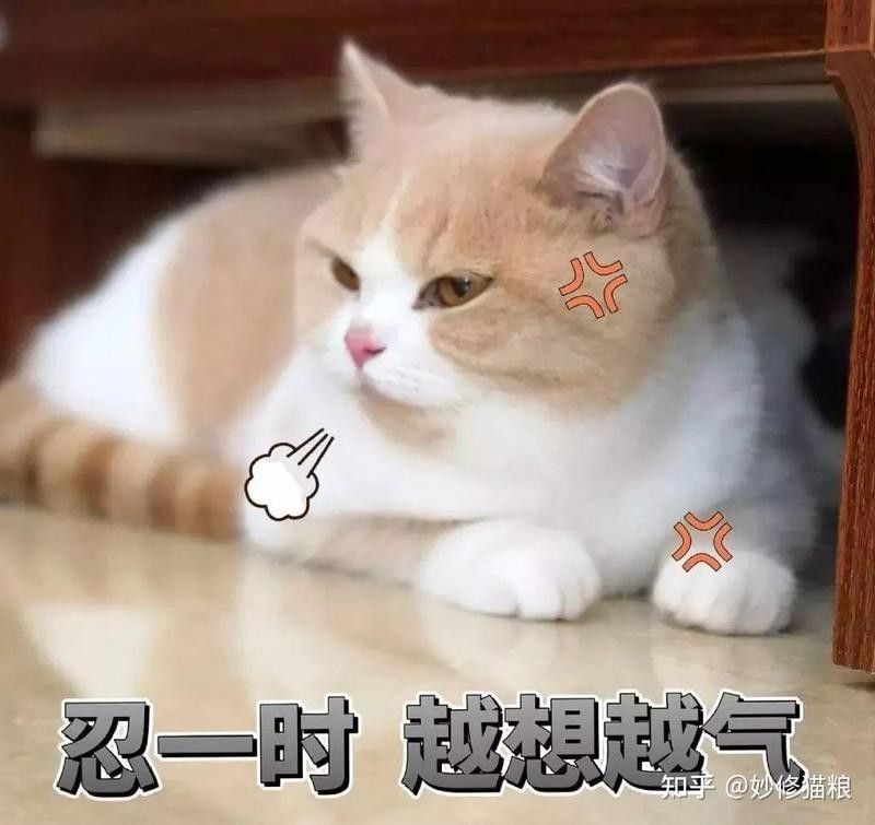 有哪些運動是貓咪不喜歡的：文淵客kk，這9種行為，都是貓咪不喜歡的