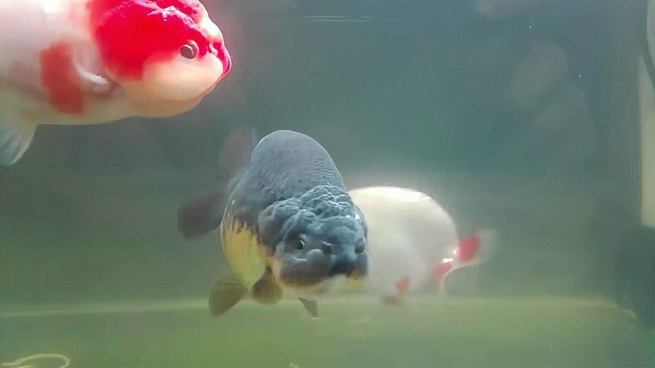 龍魚鹽浴后多久換水合適？：龍魚換水頻率與水量全解析