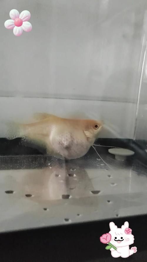 深圳龍魚批發(fā)價格如何：20-30公分龍魚飼養(yǎng)技巧與注意事項