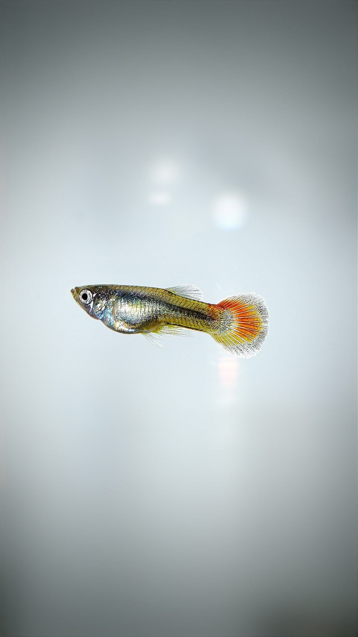 爛尾病會傳染給其他魚嗎：寵來也，爛尾病教你防治淡水魚爛尾病，保鮮技巧不可錯過！