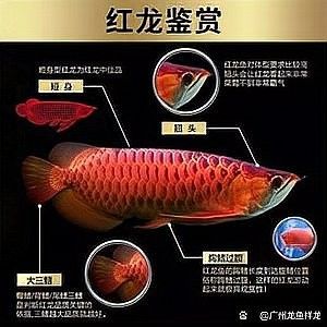 瑰寶龍紅龍魚的價格是多少？：養魚說