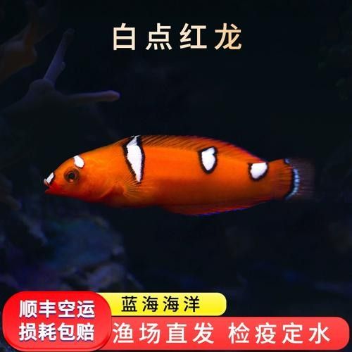 瑰寶龍紅龍魚的價格是多少？：養魚說