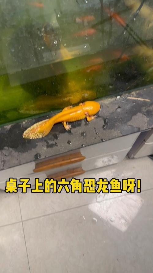 恐龍魚吃什么食物最好：農技之家恐龍魚的飼養要點全解