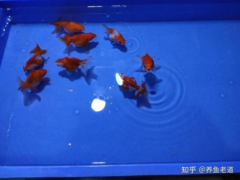 金龍魚受驚后多久會排便：金龍魚受驚后的排便時間與恢復情況密切相關