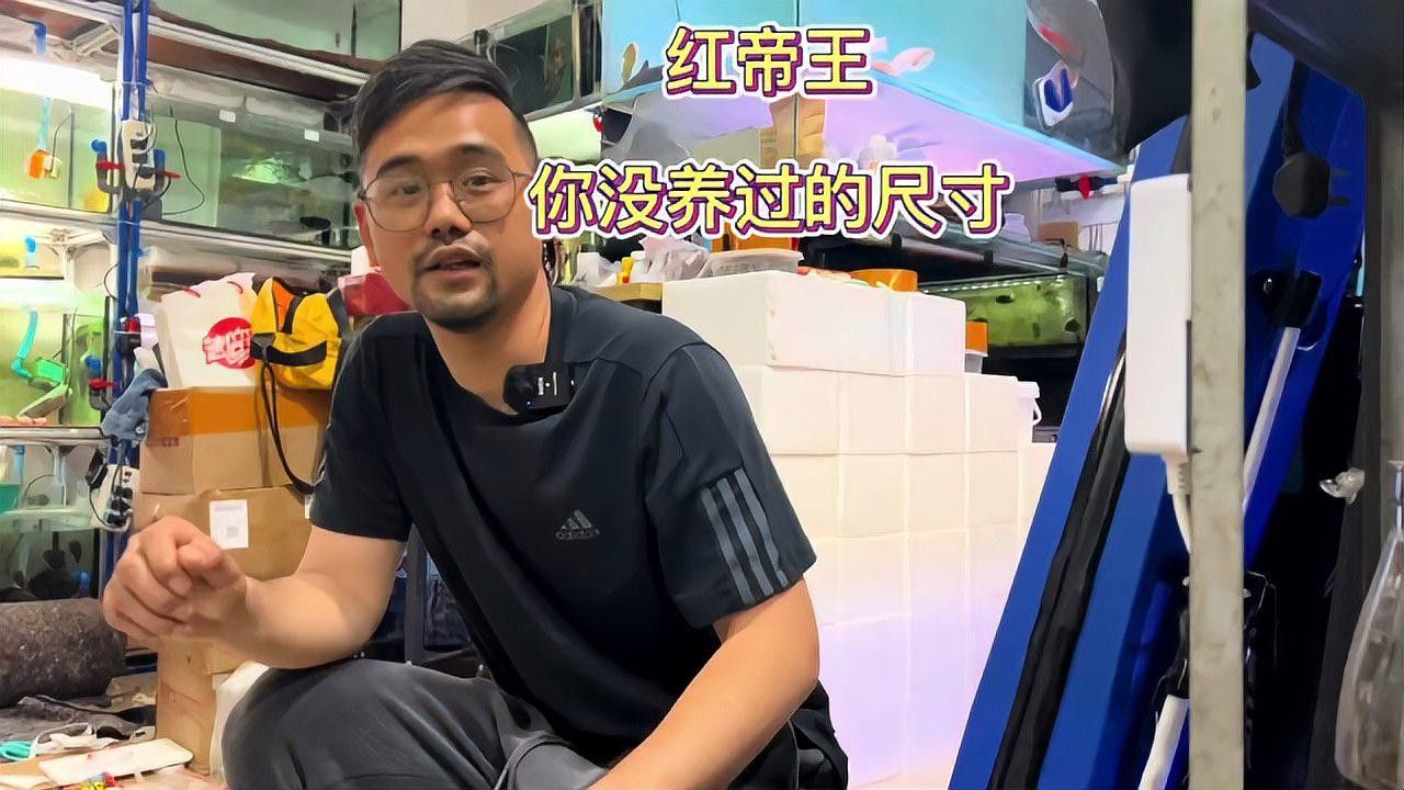 紅帝王雷龍魚好養嗎？：紅帝王雷龍魚水質實驗大揭秘!