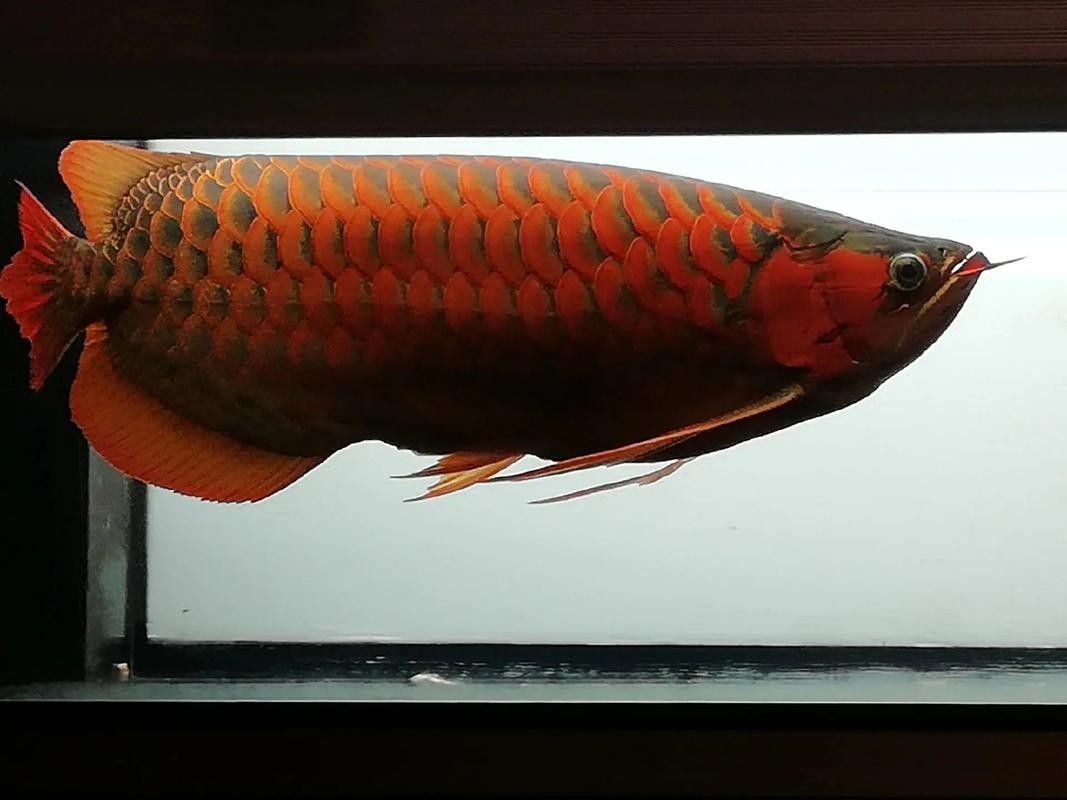 給我一些野生紅龍魚品相圖：野生紅龍魚品相特征