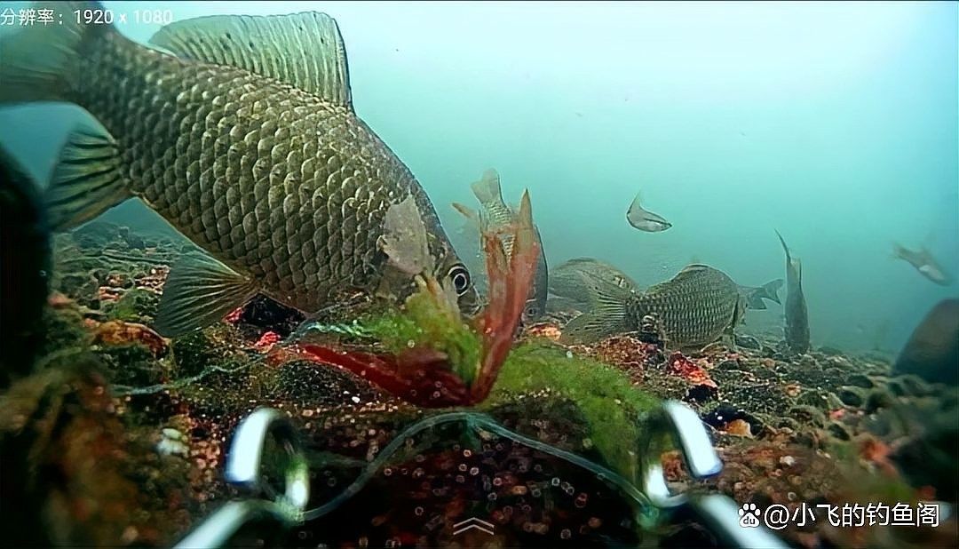 金海龍魚線的透明度如何：揭秘水下的“隱形殺手”