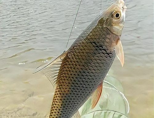 金海龍魚線的透明度如何：揭秘水下的“隱形殺手”