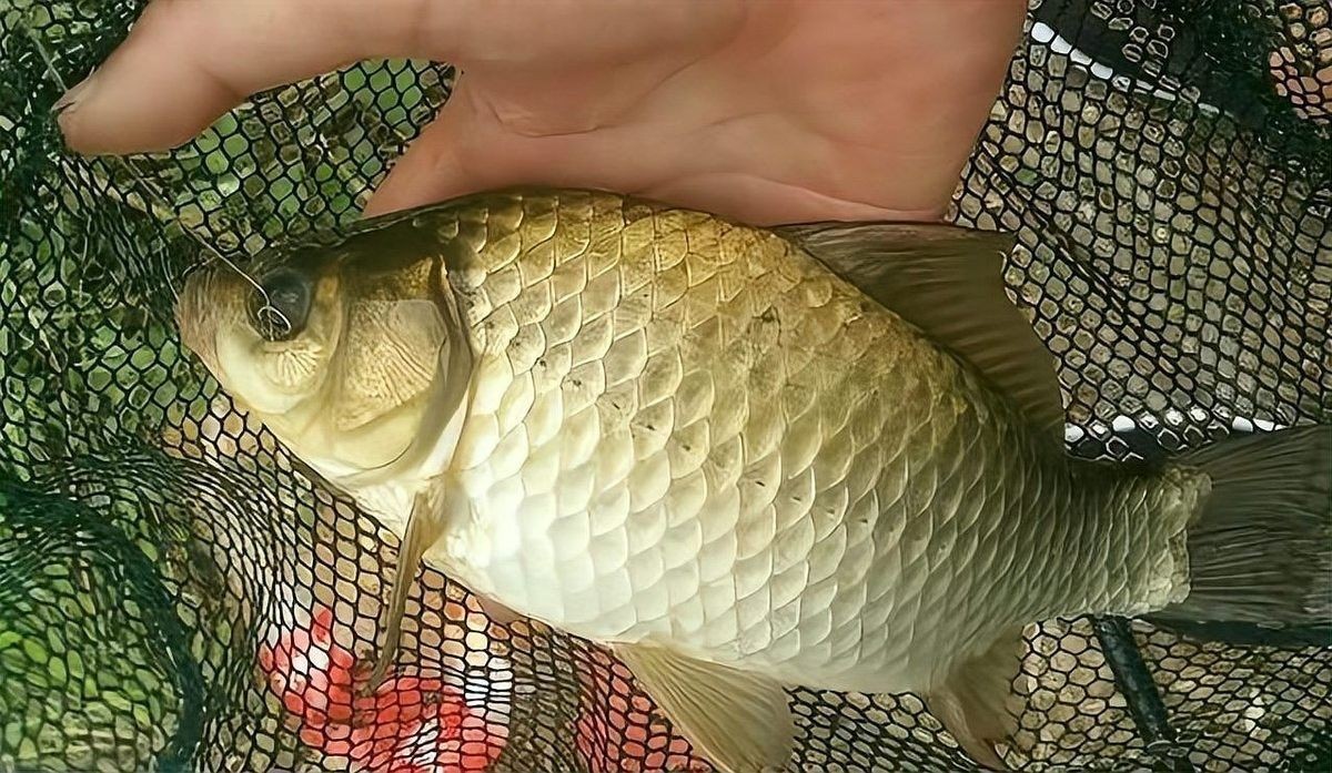金海龍魚線的透明度如何：揭秘水下的“隱形殺手”