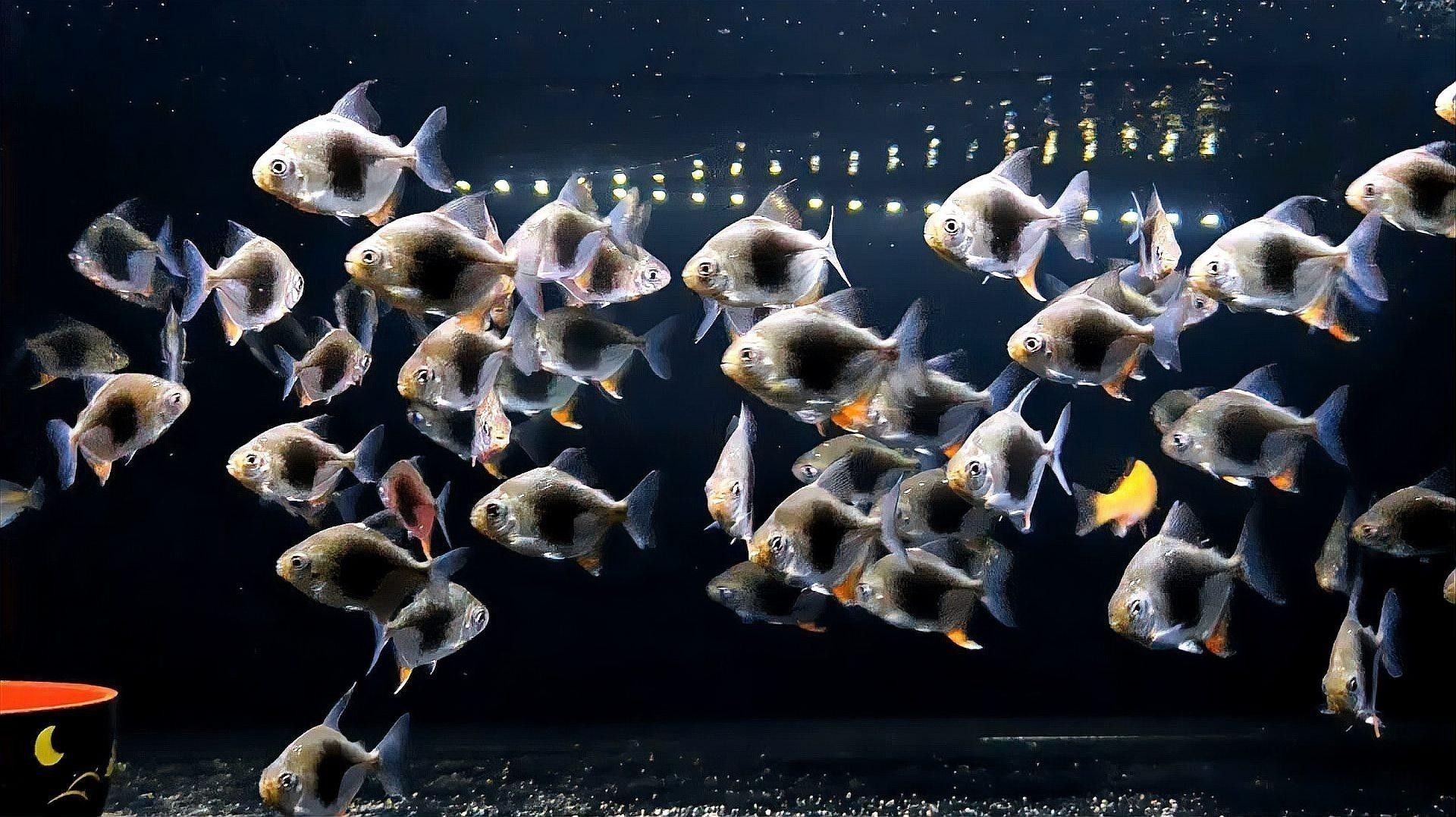 哪些銀板魚品種適合與龍魚混養？：共參考7篇資料,01:00/01:00