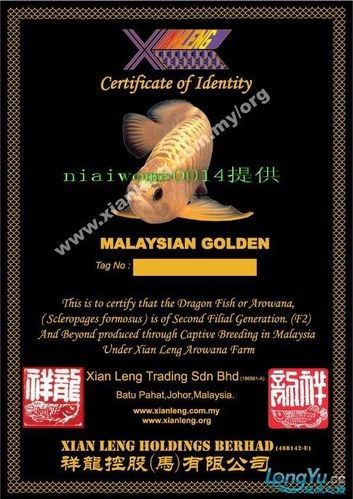 最貴的龍魚有哪些證書？：最貴的龍魚證書有哪些具體案例？